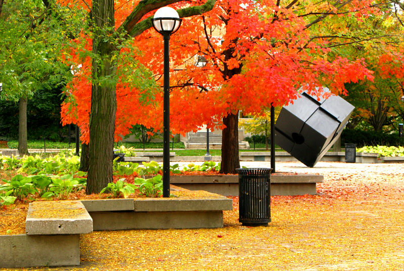 U-M campus scenery with beautiful autumn leaves.